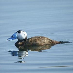 White-headed Duck